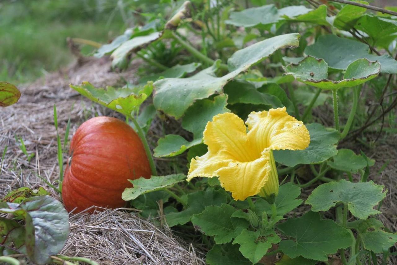 Les Jardins D'Atyoula Losse Bagian luar foto